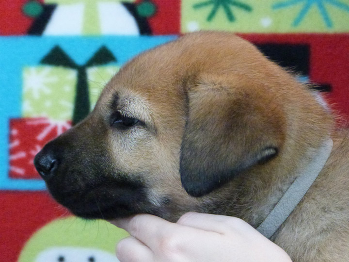 chinook puppy